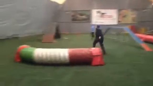 Цвергшнауцер Аджилити смотреть онлайн