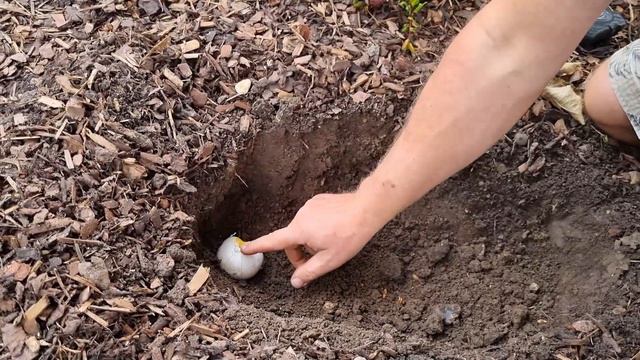 How to Plant Giant Allium and Giant Ornamental Onion Bulbs смотреть онлайн