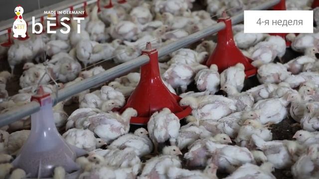 Выращивание бройлеров с 1 дня до забоя. За 2 минуты! смотреть онлайн