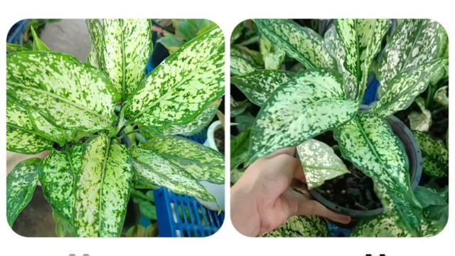 แก้วกาญจนา เพชรน้ำหนึ่ง ✨ Aglaonema Frist Diamond 🌿 смотреть онлайн
