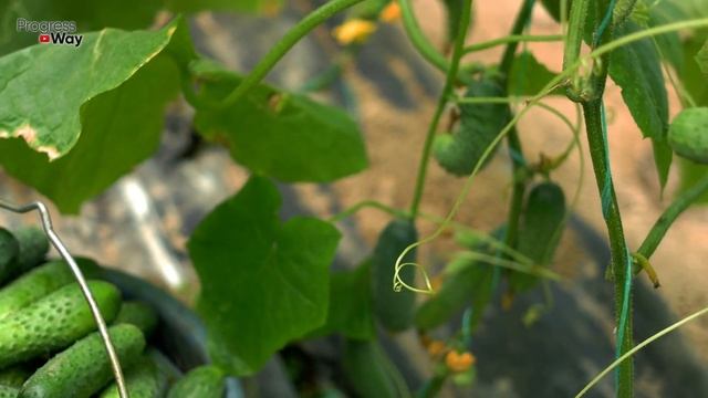 ТОННЫ ОГУРЦОВ С ДАЧИ, ПОДЛИЛ В ОГУРЦЫ ЭТО, САМ В ШОКЕ! смотреть онлайн