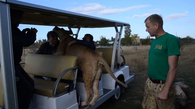 Бабахи от льва Марселя и обнимашки от львицы Лолы ! смотреть онлайн