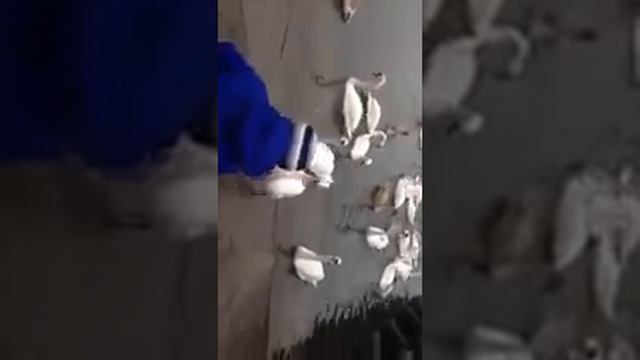 Лебеди в Балтийском море смотреть онлайн