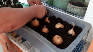 огород на балконе  посадка лука