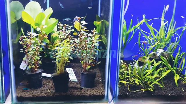 Live plants stock @fishybizn2013 смотреть онлайн