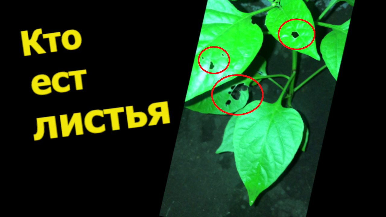 Кто Съел Листья Перца смотреть онлайн