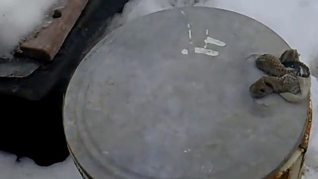 Коптильня из термоса и стиральной машины смотреть онлайн