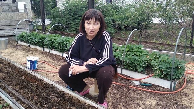 Как посеять морковь для зимнего хранения смотреть онлайн