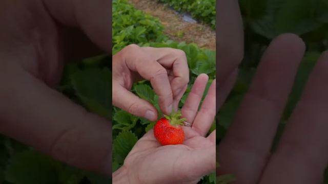 Подписывайтесь ✅ Ставьте лайки ❤️ #мойгектар смотреть онлайн