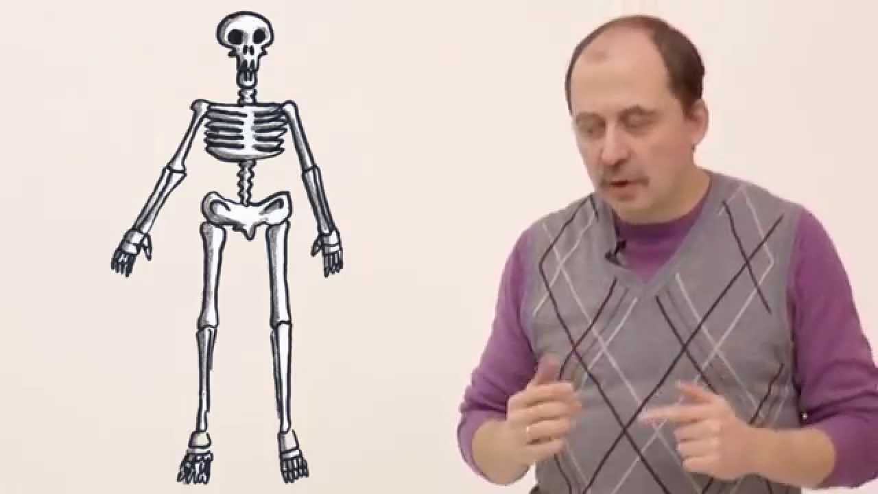 Мусорное биомоделирование. Кости. Часть 1 - Состав кости смотреть онлайн