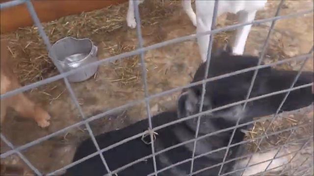 Зверополис Приют для животных в Рязани видео Телкова Сергея 09 02 2019