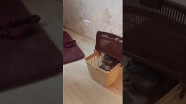 Первое знакомство кошечки и пикардийской овчарки. смотреть онлайн
