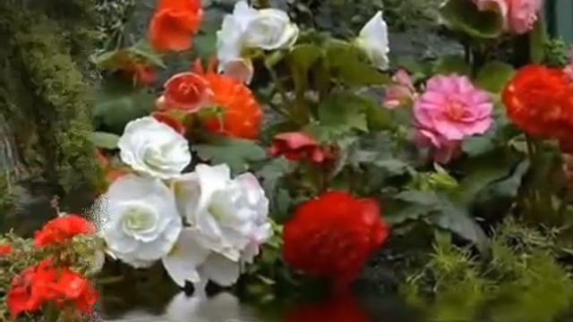 Самые красивые цветы! смотреть онлайн