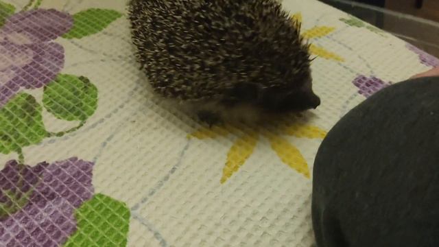 Еж 47 укусил хвост полетел в пол на улице холод Hedgehog bit cat's tail flew to floor cold outside смотреть онлайн