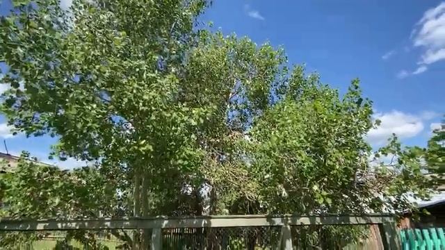 Жителей Богучанского района встревожило ранее цветение осины и тополя смотреть онлайн