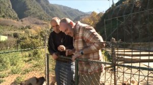 Канарский дог. Планета собак ? Моя Планета