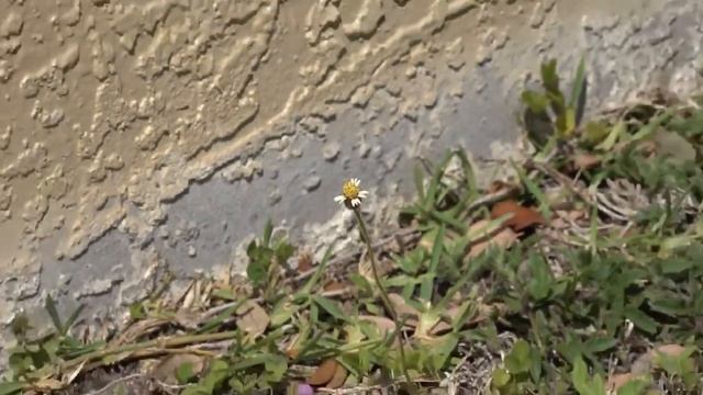 Sony FDR-AX700 4K HDR смотреть онлайн