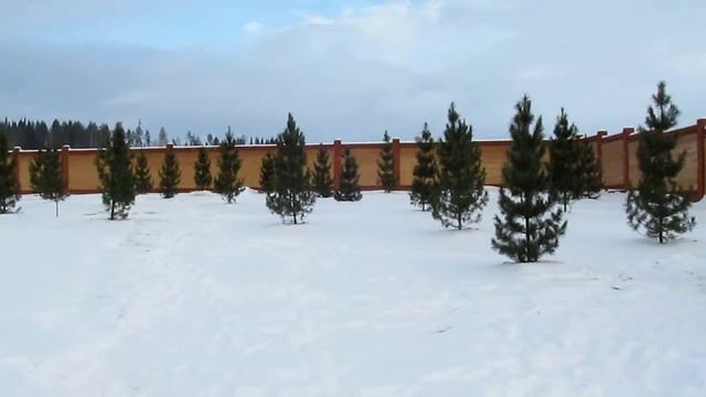 Посадка крупных кедров от "Питомника КЕДР18" смотреть онлайн