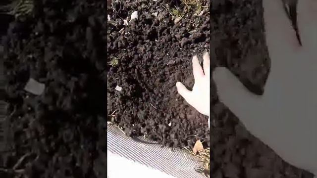 Дача. Апрель. Пруд. Рододендронырозы, пионы. смотреть онлайн