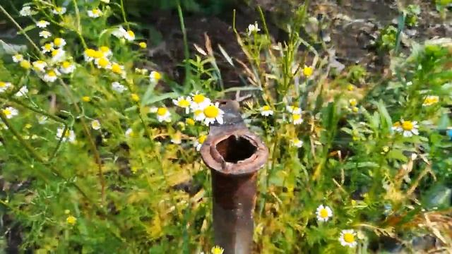 Собираю урожай ромашки аптечной! смотреть онлайн