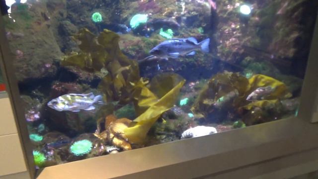 США Аквариум / Oregon Coast Aquarium смотреть онлайн