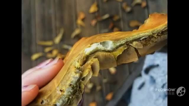 Hypomyces - fungi kingdom смотреть онлайн