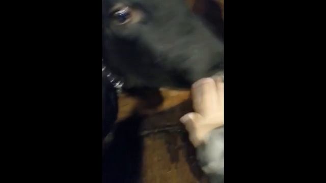 Мои любимые питомцы п Стекольный смотреть онлайн