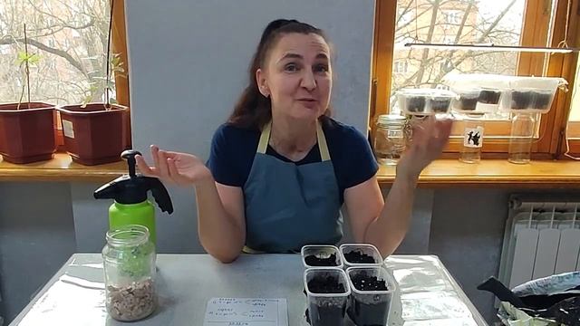 #Годеция. Посадка семян на рассаду в домашних условиях. 5 основ для удачной рассады. Февраль 2023. смотреть онлайн