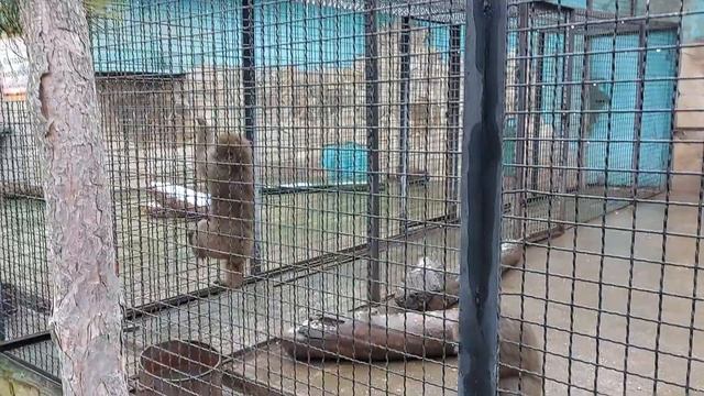 Нравы у макак гораздо мягче, чем у гамадрилов! Тайган смотреть онлайн