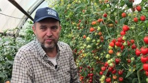 Сладкие и ароматные черри томаты с клубничным вкусом - Черри Клубничный F1