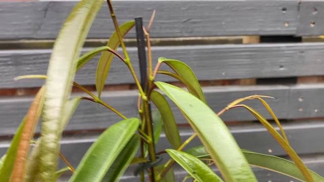 70cm Ficus Binnendijkii Alii | Long Leaved Fig | House Plant | 21cm Pot | 70cm Height смотреть онлайн