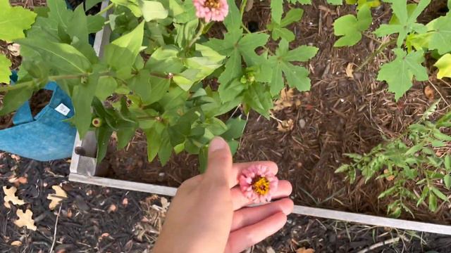 August 2022 Full Garden Tour Zone 8b Central Texas Gardening (organic, permaculture) смотреть онлайн