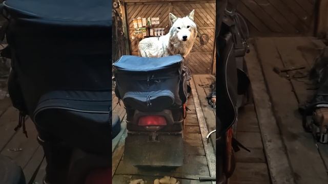 волки на снегоходе (2) смотреть онлайн