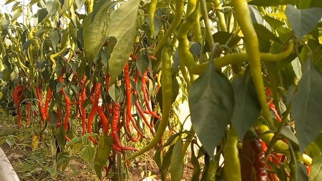 Сборка перца с теплицы. смотреть онлайн