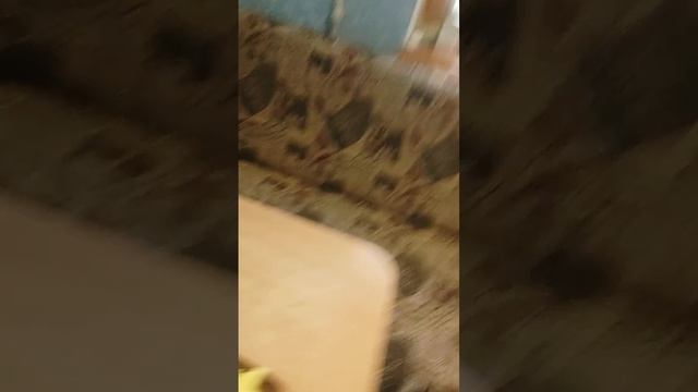 Готовлю грибы с картошкой смотреть онлайн