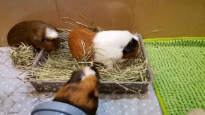 МОРСКАЯ СВИНКА НЕ ЕСТ СЕНО. МОРСКАЯ СВИНКА ЕСТ МАЛО СЕНА. ПРИЧИНЫ И РЕШЕНИЕ. СЕНО ДЛЯ МОРСКИХ СВИНО