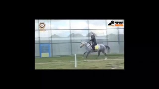 ПРИНЦ ДУБАЯ ПОДАРИЛ КАДЫРОВУ САМУЮ ВЫНОСЛИВУЮ ЛОШАДЬ ВО ВСЕМ МИРЕ смотреть онлайн