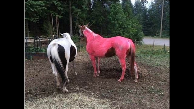Мальчик покрасил кобылу в розовый цвет. смотреть онлайн