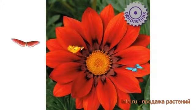 Газания обыкновенный Нью Дэй Ред Шейдес ? обзор: как сажать, семена газании Нью Дэй Ред Шейдес смотреть онлайн