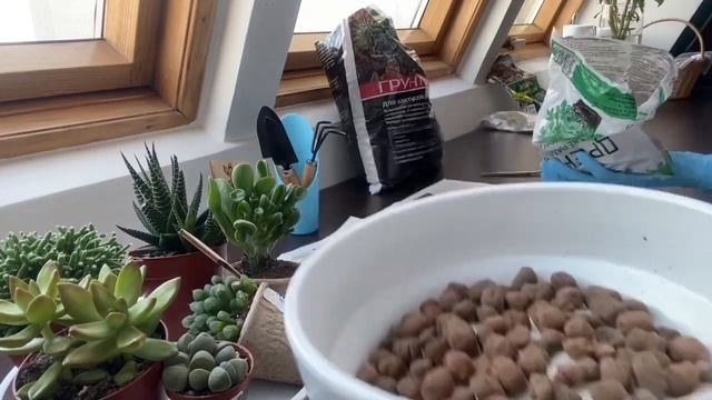 DIY: композиция из суккулентов своими руками ?? смотреть онлайн