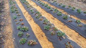 КАК ПРАВИЛЬНО ПОСАДИТЬ КЛУБНИКУ