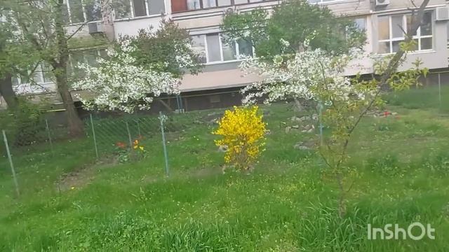 Что растет на клумбах обычных киевских домов. Тюльпаны на Оболони. Гуляем внутренними дворами. смотреть онлайн