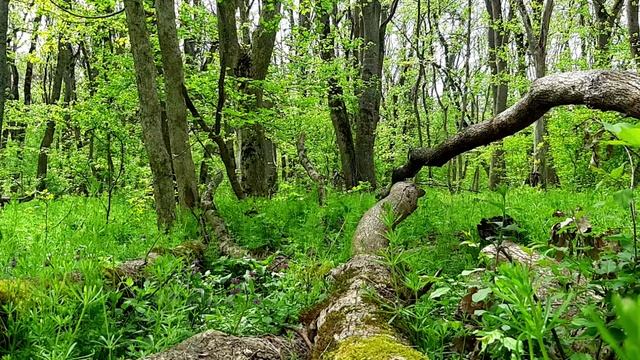 Звуки Красного леса в Краснодарском крае | Пение птиц смотреть онлайн