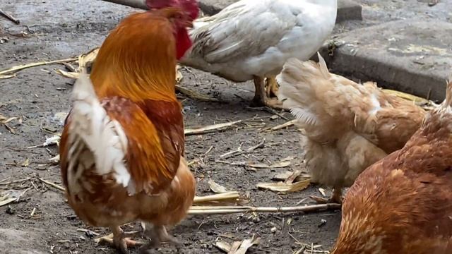 Инкуб яйцо кур Мини мясные палевые белохвостые смотреть онлайн