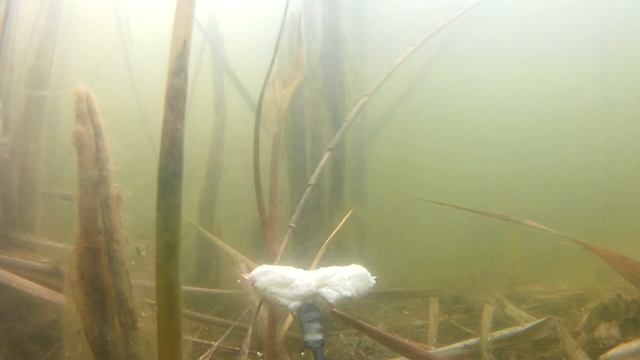 Корвалол Огромные караси Реакция рыбы Подводные съемки камерой смотреть онлайн