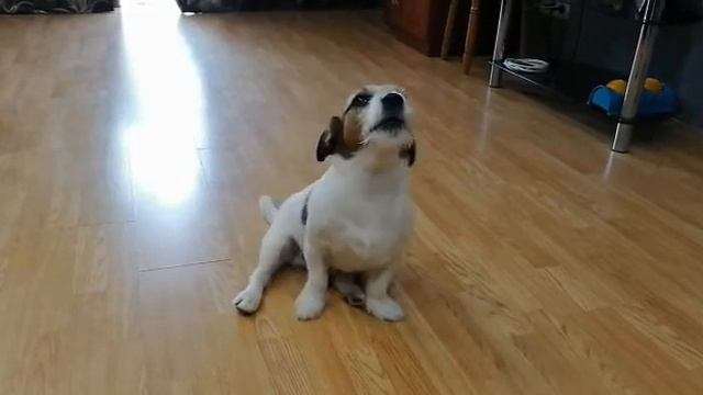 Собака умеет тихо лаять) смотреть онлайн
