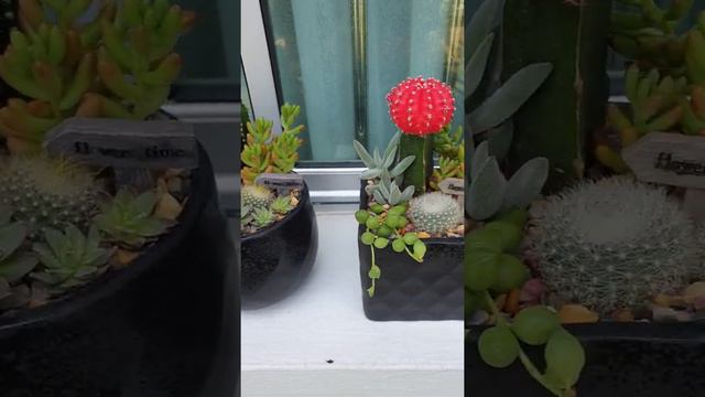 Cactus & Succulents Design Pot смотреть онлайн