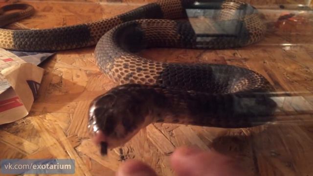 Добро пожаловать на наш Live смотреть онлайн