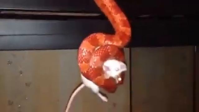 Змея точит мышь смотреть онлайн