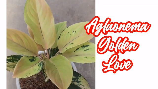 24 Aglaonema Top Rare Varieties 2023 with Names and Video смотреть онлайн